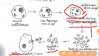 Apoptosis  Programed cell Death in hindi [upl. by Angie507]