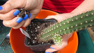 Selenicereus validus Cactus  Care Tips amp Info amp Repotting [upl. by Munn]