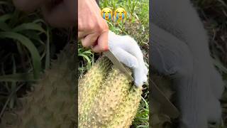 Dont Be Fooled By This Type Of Durian😁😁 Shorts viralvideo [upl. by Marwin71]