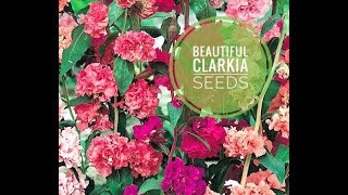 सर्दियों में उगने वाले फूल क्लार्किया Clarkia seeds grow in winter season [upl. by Rebecka]