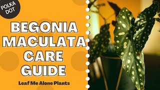 Polka Dot Begonia Begonia Maculata Plant Care Guide For Beginners [upl. by Ardeahp]