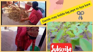 gamle may kidda lag jaye to kya kare [upl. by Maryl148]