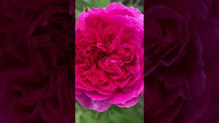 Gabriel Oak Rose by David Austin [upl. by Aileda]