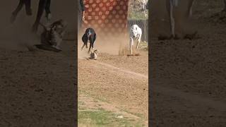 Super Dog Race greyhoundracing [upl. by Shelburne]