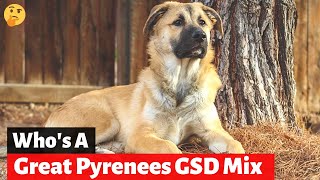 Should you get A German Shepherd Great Pyrenees MixBreed Shepnees [upl. by Bouton]