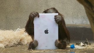 Orangutans Learn to use iPads [upl. by Timi]