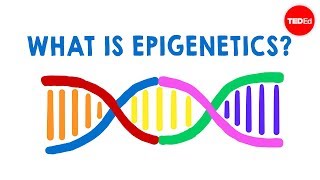 What is epigenetics  Carlos GuerreroBosagna [upl. by Enilarac292]