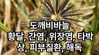 이박사 힐링센터  09도깨비바늘황달 간염 위장염 타박상 피부질환 해독 [upl. by Odyssey]