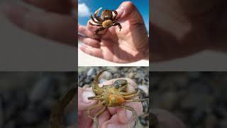 This Parasite Turns Crab Into a Puppet🦀Sacculina😱🦠Explorer shorts [upl. by Cyrillus893]