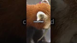 Red Pandas Facts 5factsaday nature education fyp fypシ゚viral [upl. by Livvi]