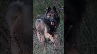 Beautiful Belgian Shepherd Tervueren on a winter day [upl. by Anid]