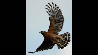 Redshouldered Hawk Screech Call Audio Only [upl. by Netaf]