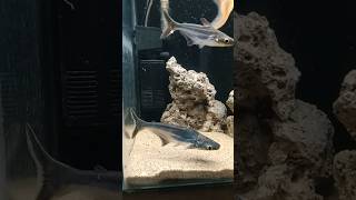 😱 khunkhar shark 🦈 fish aquarium sharkfish [upl. by Ahsataj]