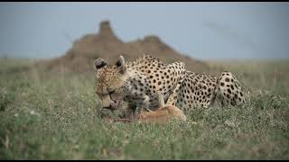 Beautiful Cheetah Feasting on a Gazelle  Ngorongoro Crater Tanzania [upl. by Warfold]