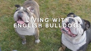 ALL ABOUT LIVING WITH ENGLISH BULLDOGS [upl. by Nuoras]