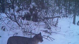 Bobcat in Galena ILcaught on camera II [upl. by Georgi]