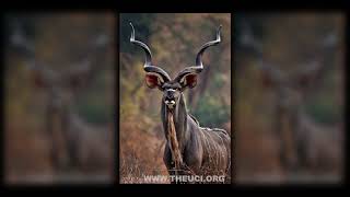 Blowing the Shofar [upl. by Belden]