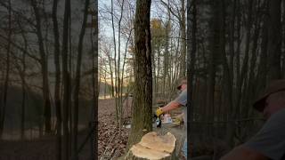 One more oak before dark firewood chainsaw felling [upl. by Towroy]