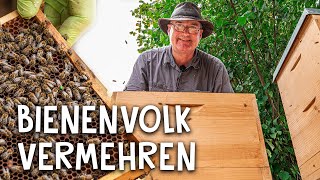 Bienenvolk vermehren 🐝  so funktioniert das Prinzip quotteilen und behandelnquot [upl. by Neufer]