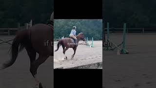 horse sportshorse equestrian sporthorses [upl. by Ahsote]