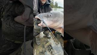 Riesiger American Channel Catfish 😱‼️ ANGLER TAGEBUCH 185 fishing welsangeln shorts [upl. by Akkin84]