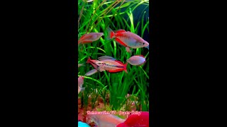 Rainbow Fish VN  Goyder Baby [upl. by Coralie203]