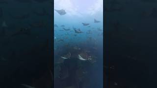 Mobula ray migration in Ventana bajacalifornia baja mexico ray [upl. by Smail]