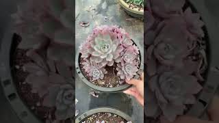 Echeveria Apus cluster succulent plants cactus garden [upl. by Kiefer]