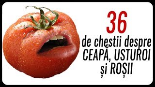 36 de chestii despre CEAPĂ USTUROI și ROȘII [upl. by Netsruk]