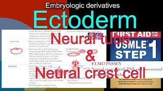 Embryologic derivatives Ectoderm Neural tube amp Neural crest cell in HindiUrdu by first aid [upl. by Ymerej]