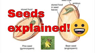 Seed germination explained What is a seed How do seeds grow [upl. by Yerg640]