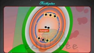 Fertilization in flowering plants by edutree HD [upl. by Procto]