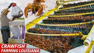 How Louisiana’s Biggest Crawfish Farm Sells Three Million Pounds of Crawfish Every Year — Dan Does [upl. by Mylo]