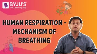 Human Respiration  Mechanism of Breathing [upl. by Doerrer]