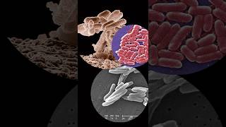 E Coli under the microscopeshorts bacteria biology underthemicroscope [upl. by Odnanreh347]