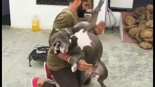 Pitbulls VS Man In Punjab Latest video 2019 [upl. by Ntsuj]