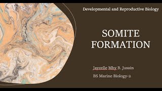 Somite Formation  Developmental and Reproductive Biology [upl. by Kerin]