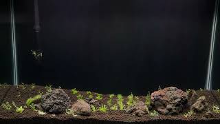 Next Planted Aquarium Projects [upl. by Dawaj]