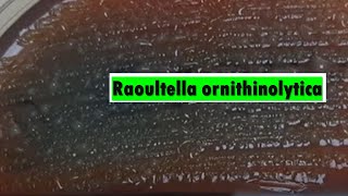 Raoultella ornithinolytica [upl. by Snilloc733]