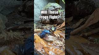 Poison Dart Frogs🐸 poisondartfrog poisondartfrogs dartfrog dartfrogs frog frogs amphibians [upl. by Anelah]