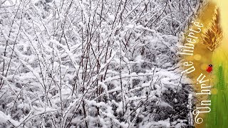 ❄️ Le jardin sous la neige ❄️ [upl. by Yatnuahc]