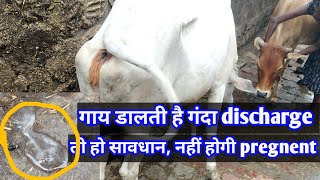 गाय भैस रुकती क्यों नहीं है बच्चेदानी में संक्रमण को कैसे पहचानें repeatbreeding dairy [upl. by Idnir]