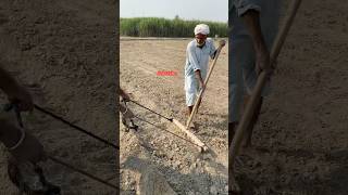 Farmers preparing their land for harvest farmer viralvideo farming 100k [upl. by Singhal]