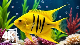 Aquarium 4K ULTRA HD  The Most Beautiful Fish In The World The Ultimate Underwater Escape [upl. by Brunk]