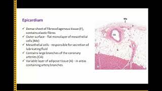 Histology of Heart Blood vessels and Blood [upl. by Sanders808]