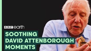 Most Soothing Sir David Attenborough Moments  BBC Earth [upl. by Anaerda]