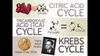 The Citric Acid Cycle The Reactions [upl. by Reisfield645]