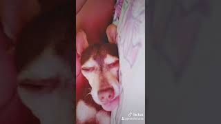 Teste Música para cachorro dormir [upl. by Ranip]