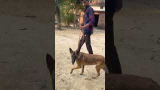 Belgian shepherd duniya ke sabse furtile kutte shorts rotteweiler germanshepherd trendingshorts [upl. by Anail]