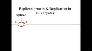 Eukaryotic Replicons in S Phase [upl. by Tedie]